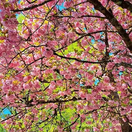 Sawasdee Swiss Apartament Wilderswil