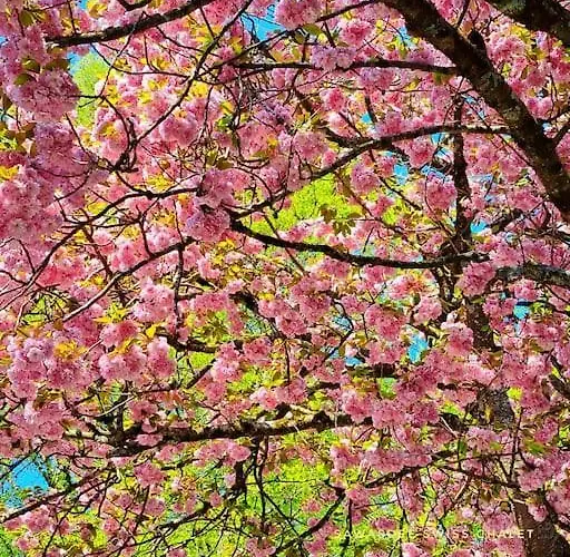 Sawasdee Swiss 公寓 维尔德斯韦尔