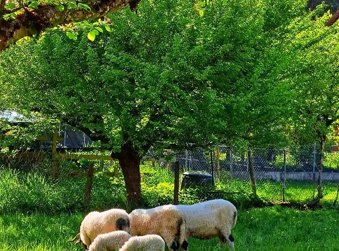 Sawasdee Swiss 维尔德斯韦尔