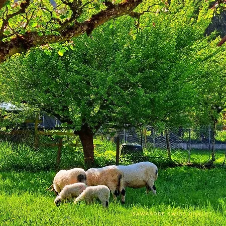 Sawasdee Swiss וילדרסויל